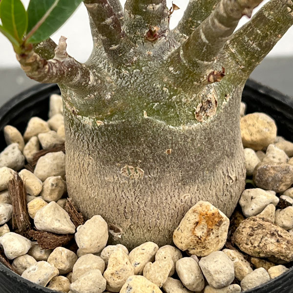 観葉植物 アデニウム(実生株) 3.5号ポットの詳細画像2