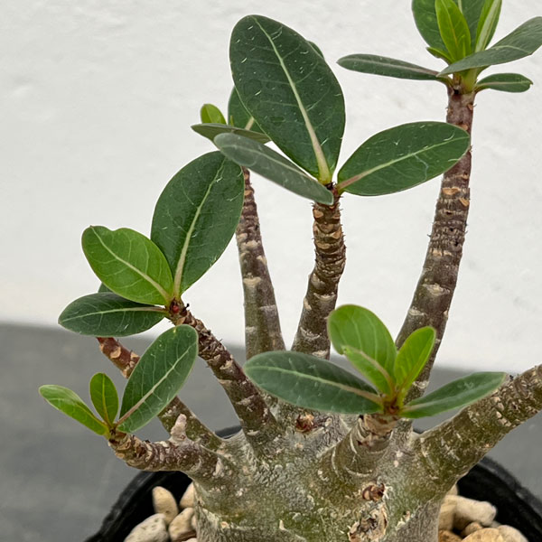 観葉植物 アデニウム(実生株) 3.5号ポットの詳細画像3