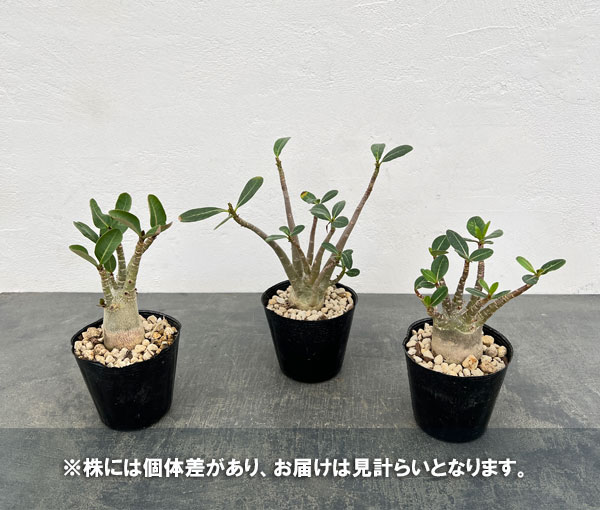 観葉植物 アデニウム(実生株) 3.5号ポットの詳細画像4
