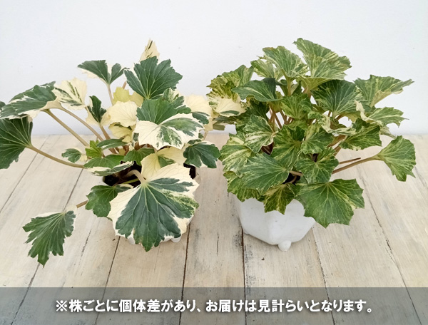 山野草の苗/ツワブキ：乱扇（ミダレオウギ)5号鉢植え : 131030 : 園芸