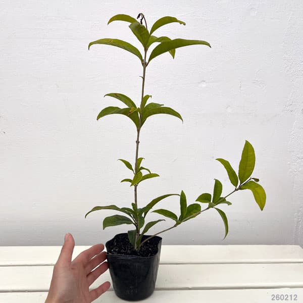 花木 庭木の苗 キンモクセイ(金木犀) 四季咲...の詳細画像2