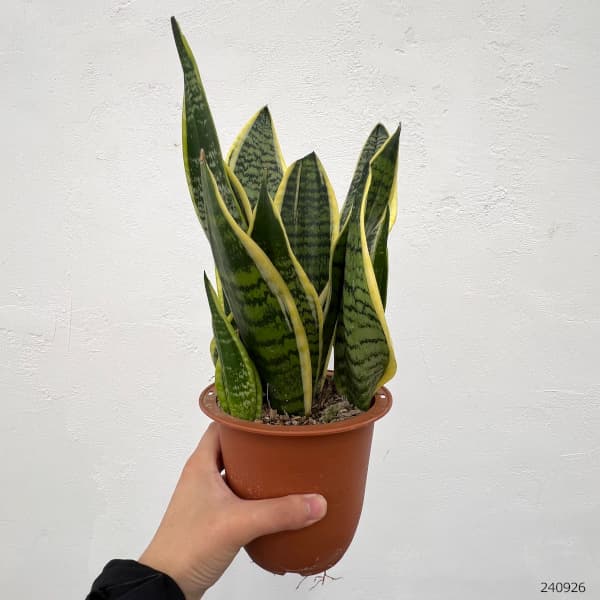 観葉植物 サンセベリア ローレンチー（コンパクトタイプ）4号鉢植え 