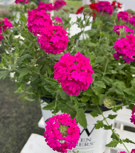 バーベナ苗（花の苗）｜苗 | 花、ガーデニング のおすすめ人気商品一覧