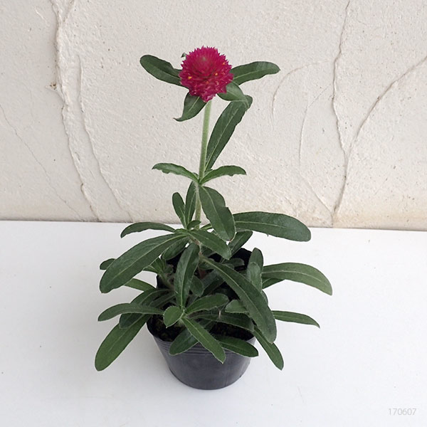 草花の苗 サマーセール センニチコウ(千日紅)...の詳細画像3