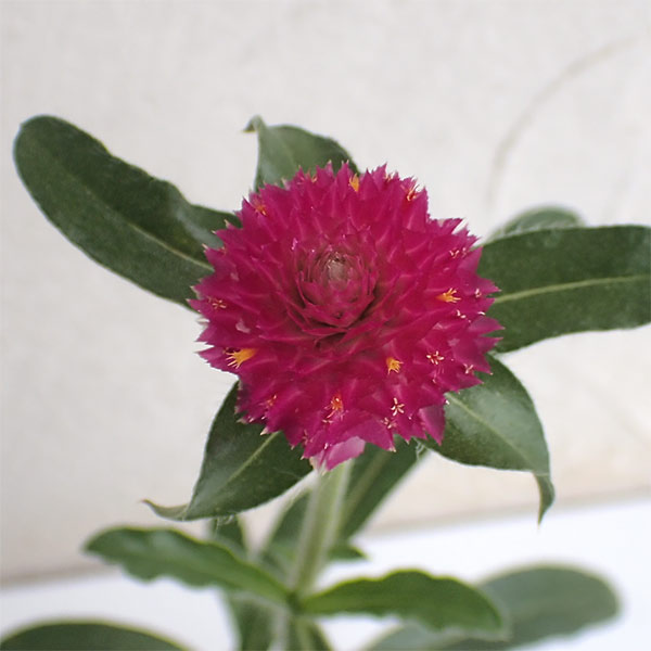 草花の苗 サマーセール センニチコウ(千日紅)...の詳細画像1
