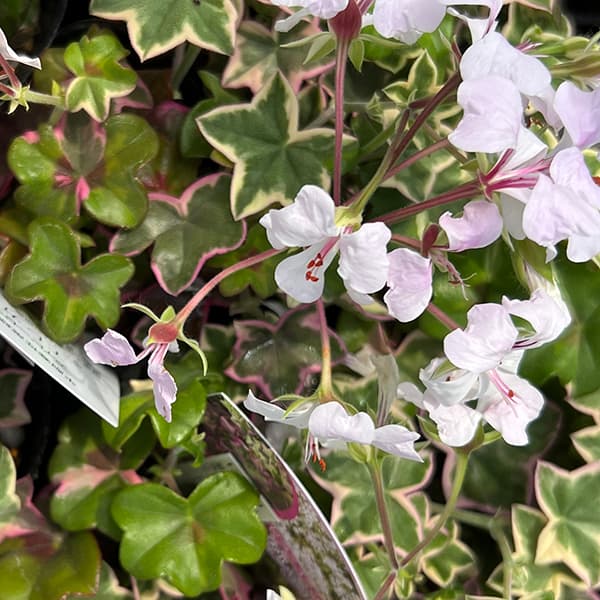 ゼラニウム 苗のおすすめ人気商品一覧 通販 - Yahoo!ショッピング