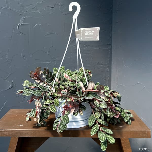 観葉植物 ペリオニア 5号吊り鉢の詳細画像1