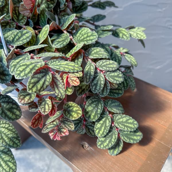 観葉植物 ペリオニア 5号吊り鉢の詳細画像2