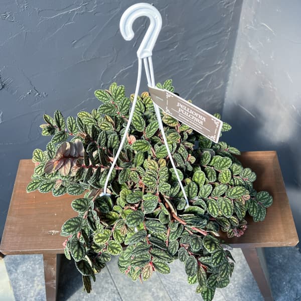 観葉植物 ペリオニア 5号吊り鉢の詳細画像3