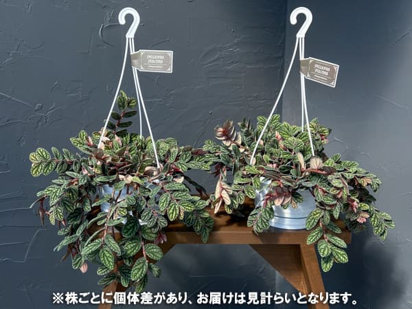 観葉植物 ペリオニア 5号吊り鉢の詳細画像4