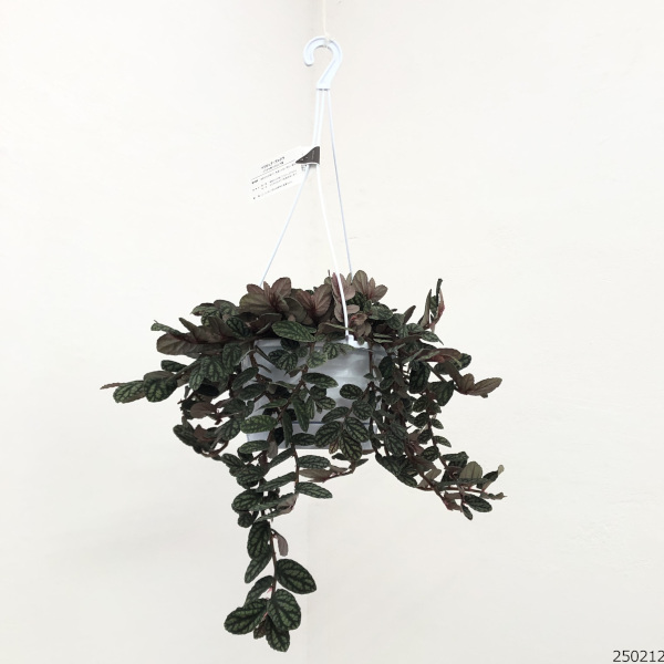 観葉植物 ペリオニア 5号吊り鉢の詳細画像5