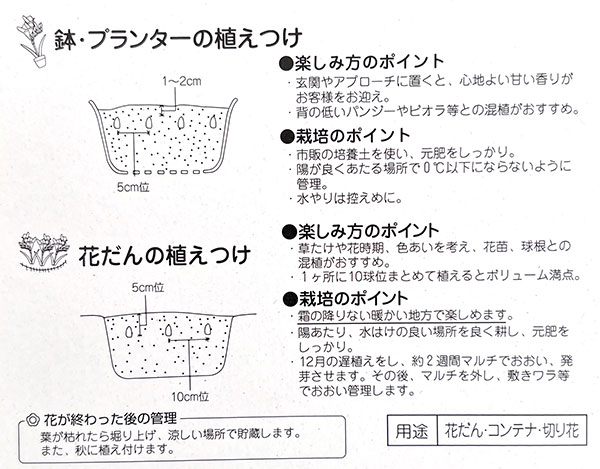 球根 26年9月中下旬予約 フリージア ピーチ...の詳細画像1
