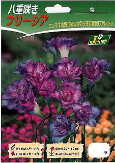 球根 26年9月中下旬予約 フリージア(八重咲...の詳細画像1
