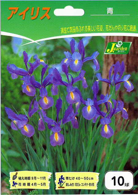 球根 26年9月中下旬予約 アイリス 青花種1...の詳細画像1