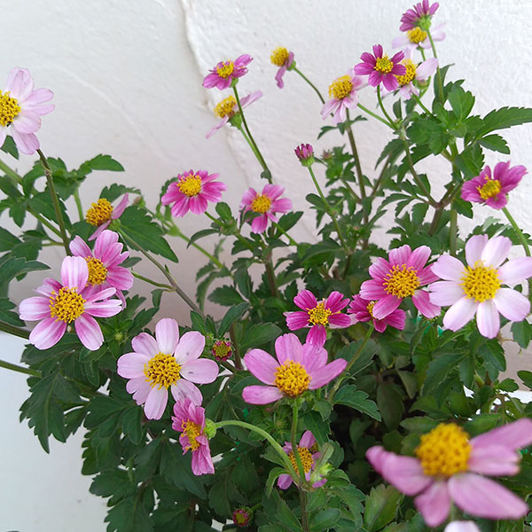 ビデンス（花の苗）｜苗 | 花、ガーデニング のおすすめ人気商品