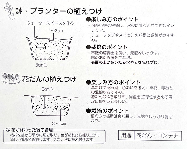 球根 26年9月中下旬予約 ムスカリ タッチオ...の詳細画像1