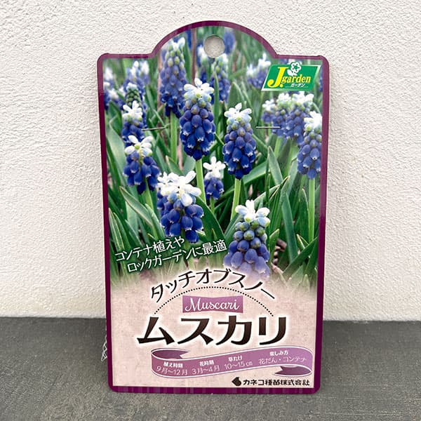 球根 26年9月中下旬予約 ムスカリ タッチオ...の詳細画像2