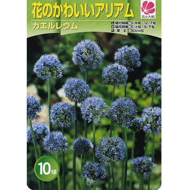 球根 26年9月中下旬予約 アリウム カエルレ...の詳細画像2