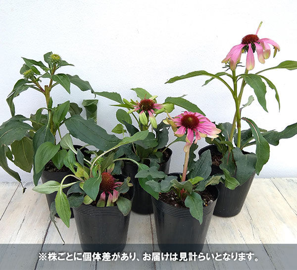 草花の苗 26年10月中下旬予約 エキナセア グリーンツイスター3.5号
