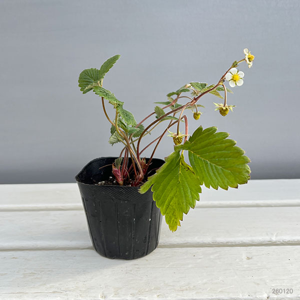 ワイルドストロベリー 苗のおすすめ人気商品一覧 通販 - Yahoo