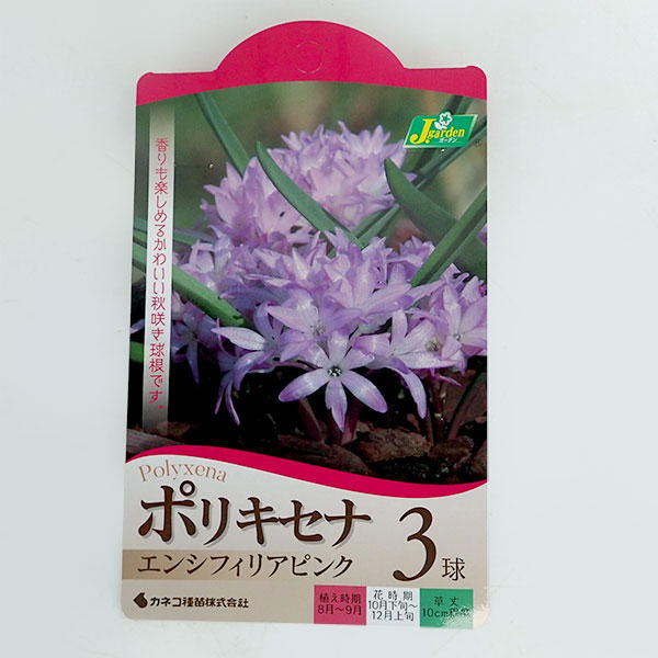 球根 26年8月下旬予約 ポリキセナ エンシフ...の詳細画像1