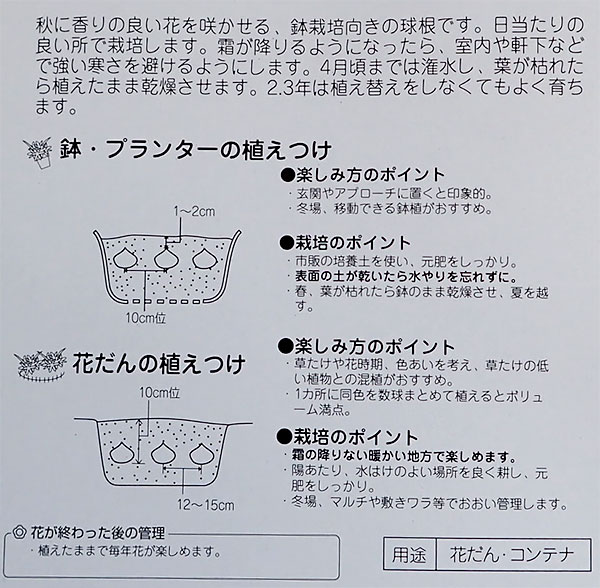 球根 26年8月下旬予約 ポリキセナ エンシフ...の詳細画像3