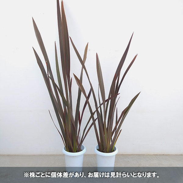 ニューサイラン（花、ガーデニング）の商品一覧 通販 - Yahoo!ショッピング