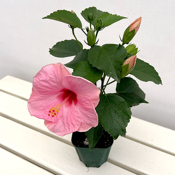 ハイビスカス苗（花の苗）｜苗 | 花、ガーデニング の商品一覧 通販
