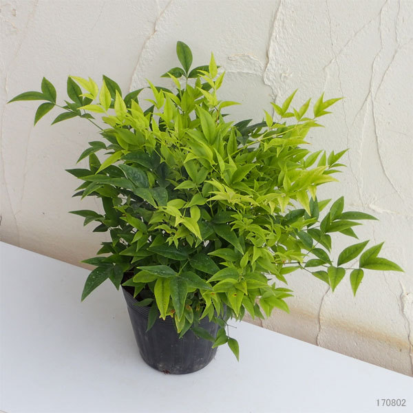 花木 庭木の苗 ナンテン 南天 レモンライム5号ポット 園芸ネット 通販 Yahoo ショッピング