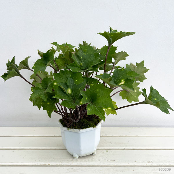 山野草の苗 ツワブキ 九天玄女（キュウテンゲンニョ）5号鉢植え : 園芸