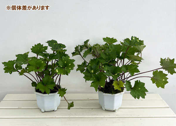 山野草の苗 ツワブキ 九天玄女（キュウテンゲンニョ）5号鉢植え : 園芸