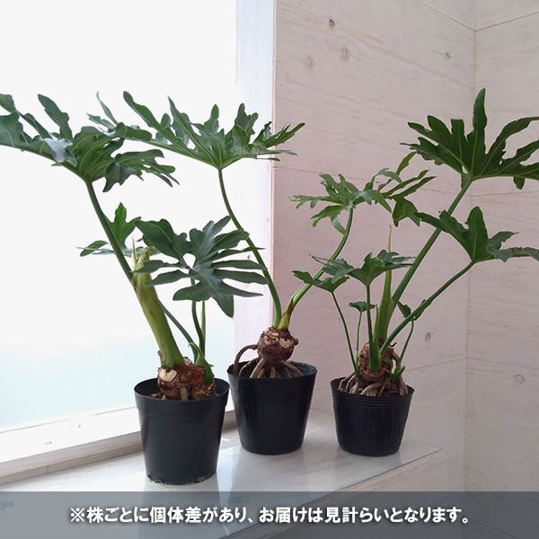 観葉植物 フィロデンドロン セローム根上がり5号ポット : 園芸ネット