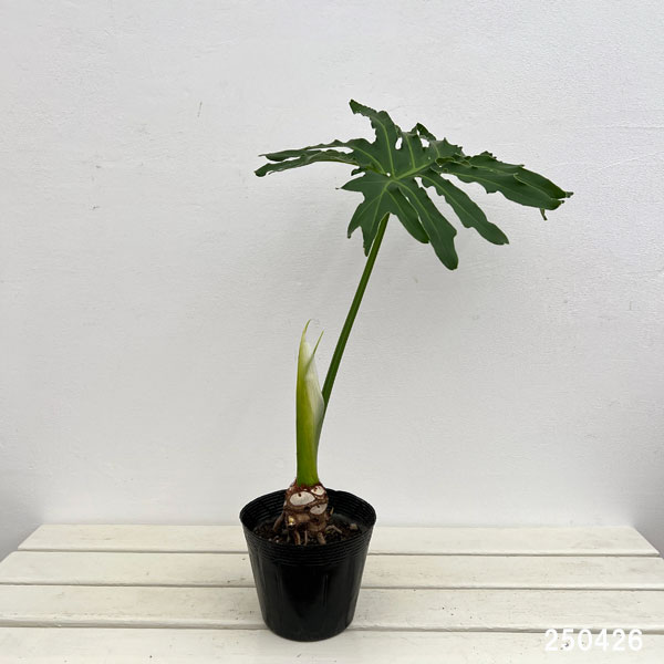 観葉植物 フィロデンドロン セローム根上がり5号ポット : 園芸ネット