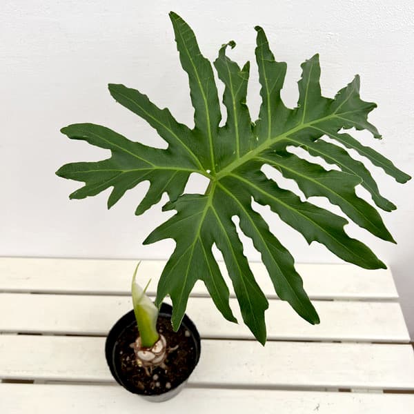 観葉植物 フィロデンドロン セローム根上がり5号ポット : 園芸ネット