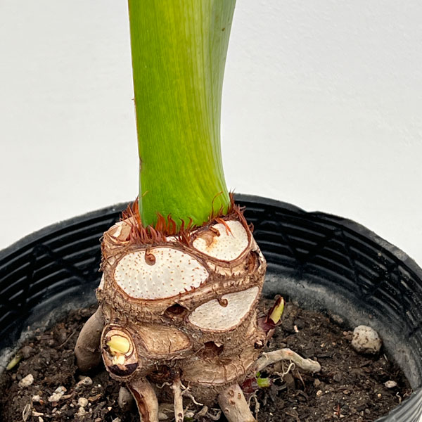 観葉植物 フィロデンドロン セローム根上がり5号ポット : 園芸ネット