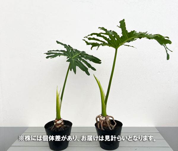 観葉植物 フィロデンドロン セローム根上がり5号ポット : 園芸ネット