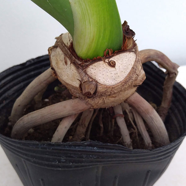 観葉植物 フィロデンドロン セローム根上がり5号ポット : 園芸ネット