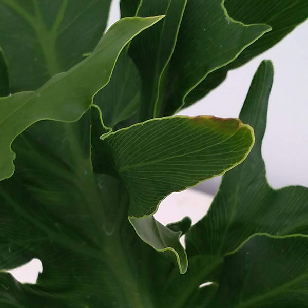 M*T様 MS597 フィロデンドロン・セローム・斑入り　希少品種　観葉植物　5 観葉植物 フィロデンドロン セローム根上がり5号ポット : 園芸ネット