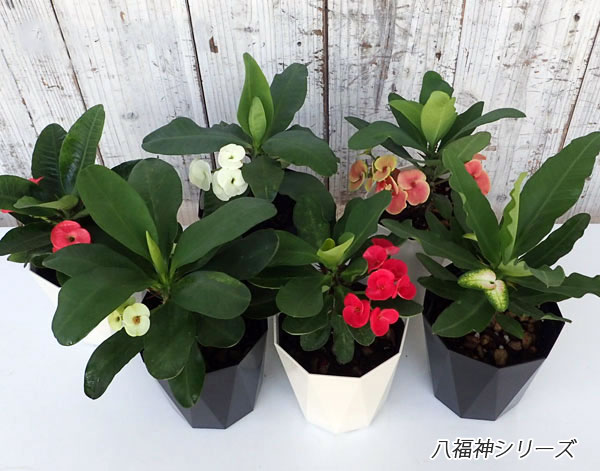 ハナキリンのおすすめ人気商品一覧 通販 - Yahoo!ショッピング