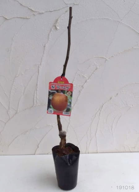 梨 にっこり梨（苗木、植木） | 花、ガーデニング のおすすめ人気商品