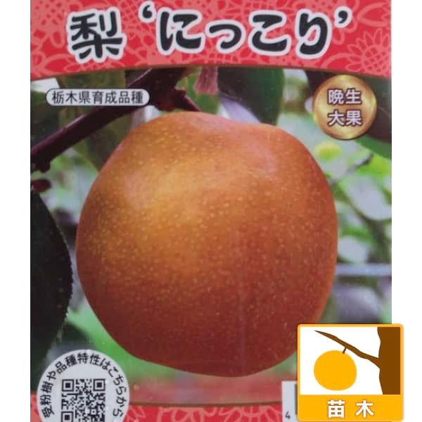 梨 にっこり梨（苗木、植木） | 花、ガーデニング のおすすめ人気商品
