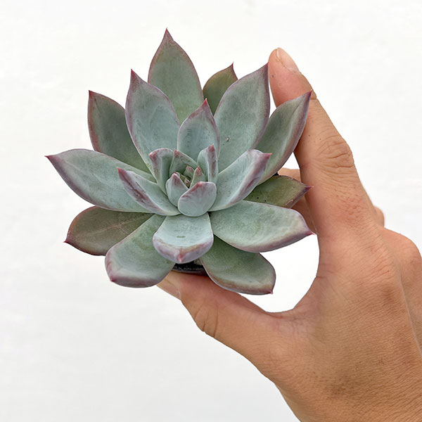 エケベリア コロラータのおすすめ人気商品一覧 通販 - Yahoo!ショッピング