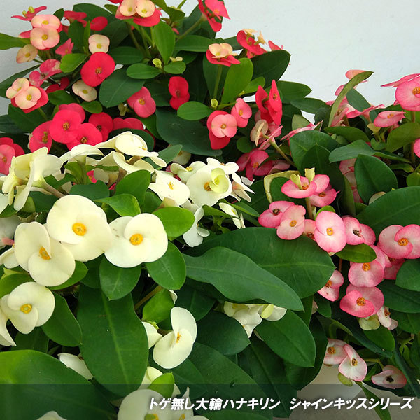 草花の苗 トゲ無し大輪ハナキリン（花キリン） シャインキッス 