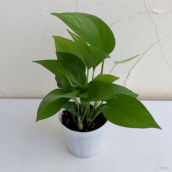 観葉植物 ポトス パーフェクトグリーン3号ポットの詳細画像4