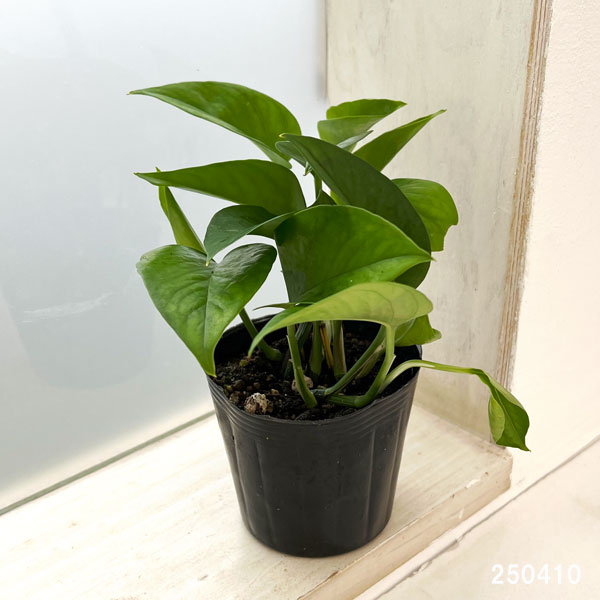 観葉植物 ポトス パーフェクトグリーン3号ポットの詳細画像1