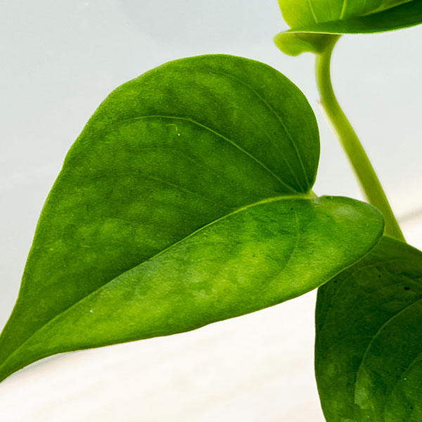 観葉植物 ポトス パーフェクトグリーン3号ポットの詳細画像2