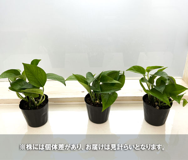 観葉植物 ポトス パーフェクトグリーン3号ポットの詳細画像3