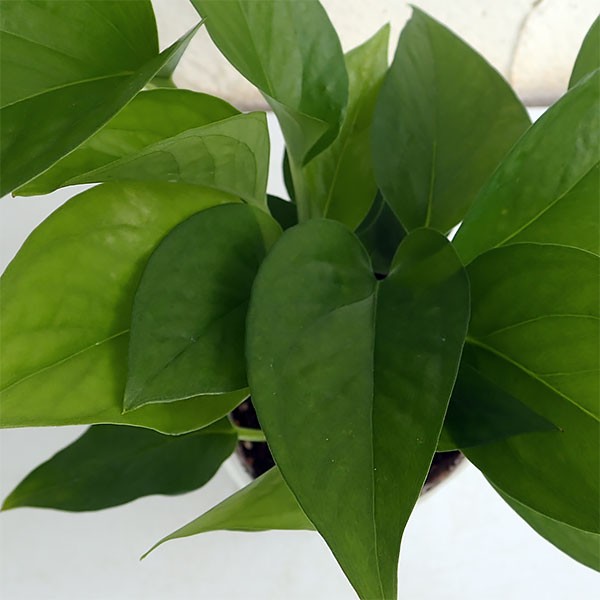 観葉植物 ポトス パーフェクトグリーン3号ポットの詳細画像5