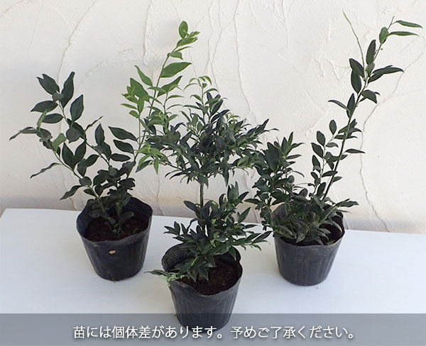 サルココッカ（苗木、植木） | 花、ガーデニング のおすすめ人気