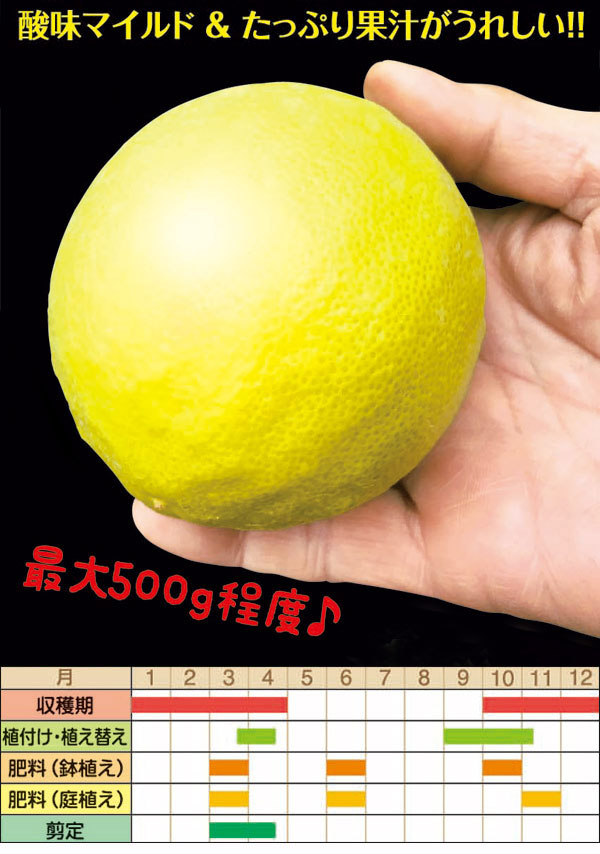 果樹の苗/レモン：ポンテローザ3号ポット＊｜engei｜04